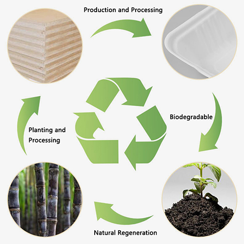Why Switching To 100 Biodegradable Food Containers Is Easier Than You Think In